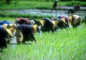 Your Rice Plate Just Got Costlier With Thailand's Populist Move